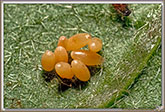 Oeufs d'insectes